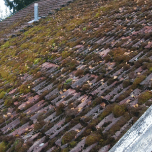 Roof Moss Removal