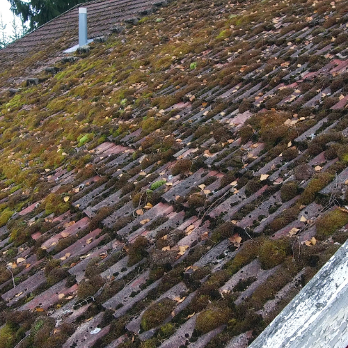 Roof Moss Removal