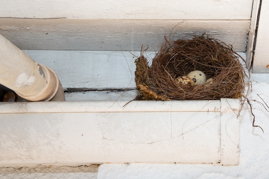 Bird nest in roof