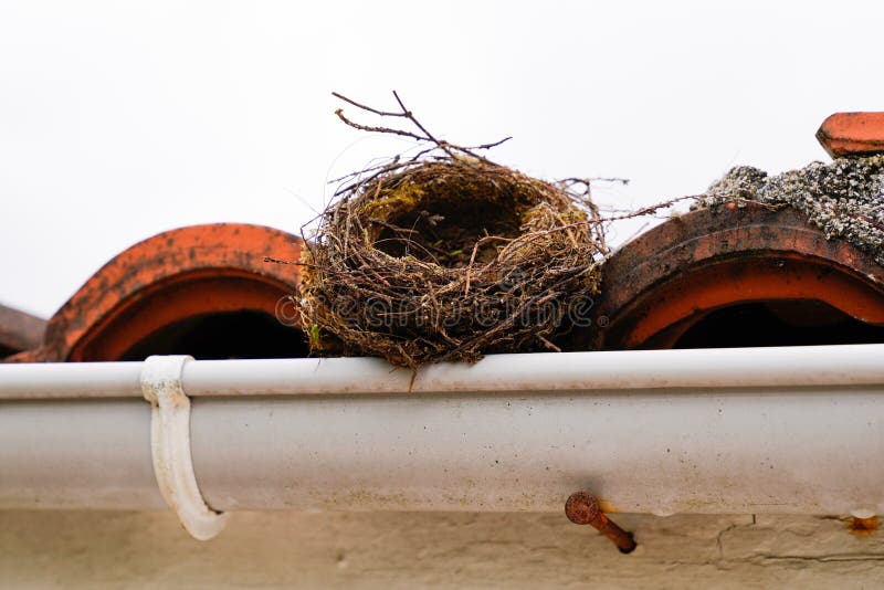 Bird nest in roof