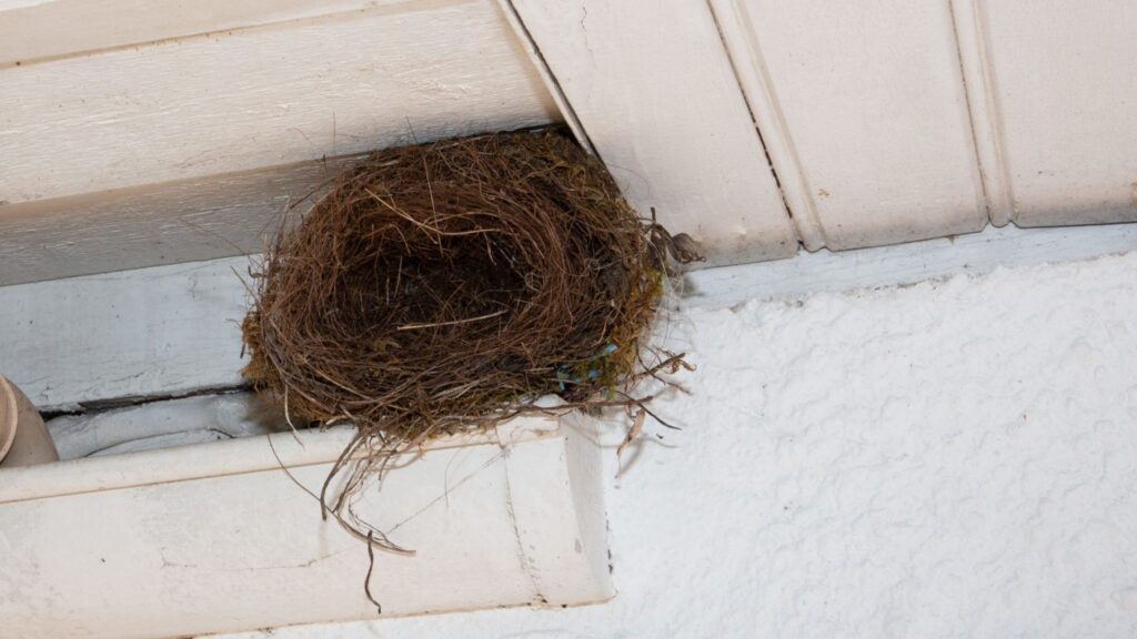 Bird nest in roof