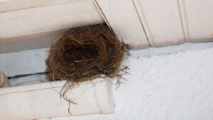 Bird nest in roof